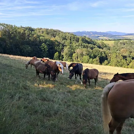 Am Archehof Windbichl * Hochgschaid